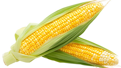 Two corn cobs are shown, one of which is partially peeled