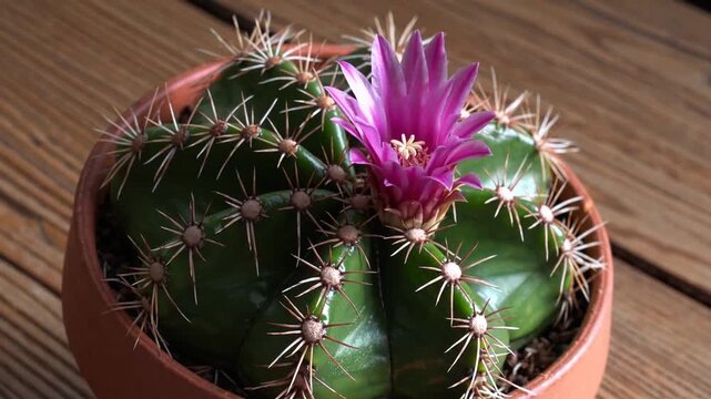 Close-Up graphy of Large Blossoming Pink Cactus Flower with Delicate Petals in Container