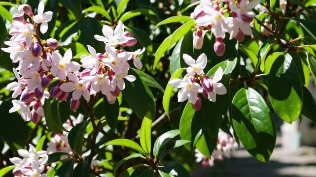 daphne plant It is daphne off spring bloom nice smell
