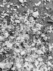 Crumbs scattered on the asphalt for the birds.