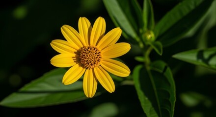 Obraz premium A radiant yellow flower with intricate details stands out against a backdrop of deep green foliage.
