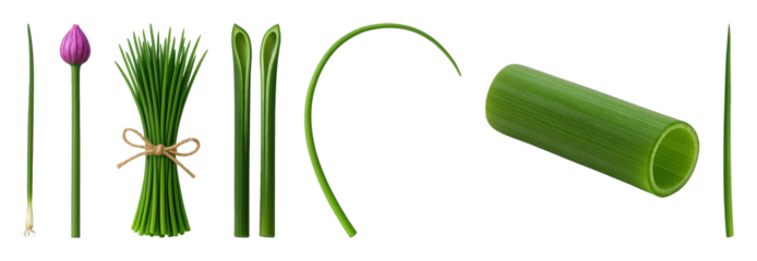 Chives set including whole, bunch, flower bud, root, cut, curved, and cross-section forms isolated. Fresh culinary herb collection.
