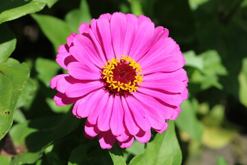 Fototapeta premium Gorgeous Pink Zinnia Flower in Bloom