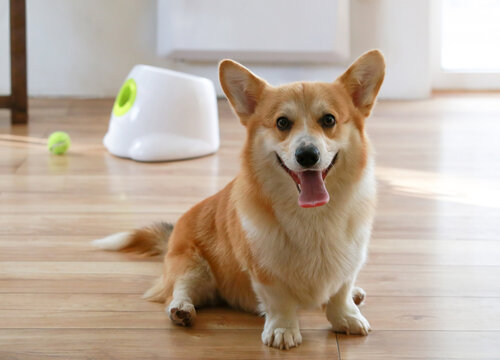 Corgi dog is sitting on floor. It smiling and tongue out. In background tennis ball machine