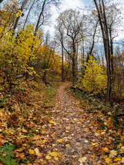 Obraz premium Road in autumn forest. Carpet of yellow maple leaves