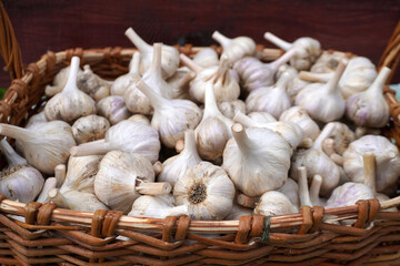 Wicker basket overflowing with freshly harvested garlic bulbs