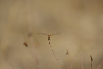 Photo of a dragonfly on a blade of grass