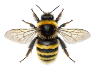 Detailed top view of a fuzzy bumblebee with translucent wings against a dark backdrop