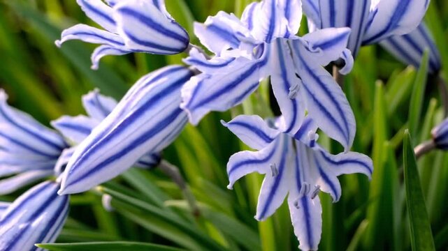 Puschkinia scilloides early spring bulbous flowers in bloom, small white and blue flowering plant, called striped lebanon squill