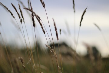Fototapeta premium Minimalism wallpaper background simple photo outdoor plant wild grass 