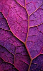 Fototapeta premium Closeup of vivid pink purple leaf veins with strong texture and structure