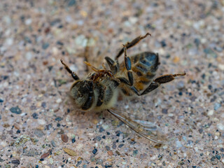 Macro Close-Up of a Dead Bee Lying on Its Back on a Concrete Surface
