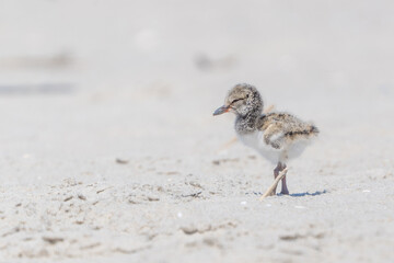 American Oystercatcher (Haematopus palliatus) chick on protected beach in Cape May, New Jersey