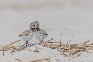 American Oystercatcher (Haematopus palliatus) chicks on protected beach in Cape May, New Jersey