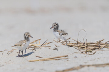 American Oystercatcher (Haematopus palliatus) chicks on protected beach in Cape May, New Jersey