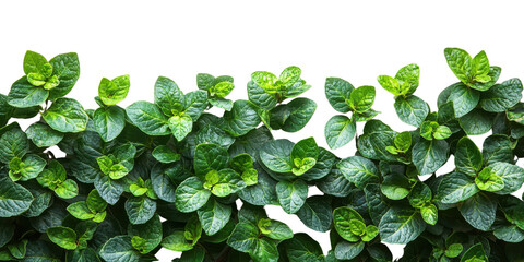 Green leaves shrubs border isolated on a white transparent background