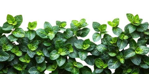 Green leaves shrubs border isolated on a white transparent background