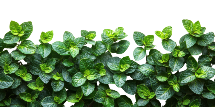 Green leaves shrubs border isolated on a white transparent background