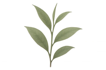 Green tea leaves hanging from branch, cut out on transparent backdrop for design layout