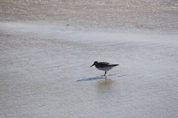 Lively Sandpiper scurrying across the shoreline, hunting for food as waves roll onto the beach.