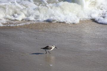 Lively Sandpiper scurrying across the shoreline, hunting for food as waves roll onto the beach.