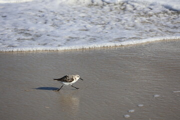 Lively Sandpiper scurrying across the shoreline, hunting for food as waves roll onto the beach.