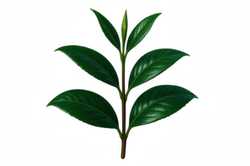 Green tea foliage growing on branch, isolated against transparent backdrop, highlighting organic tea cultivation and natural beverage ingredients