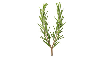 Isolated Rosemary