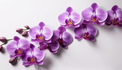 purple orchids cascading diagonally across a white surface with soft shadows