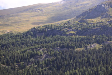 forest in the mountains