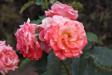 Beautiful pink white rose flower closeup in garden, A very beautiful pink white rose flower bloomed on the rose tree, Rose flower closeup, bloom flowers, Natural spring flower floral background
