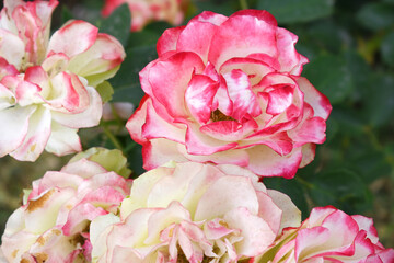 Beautiful pink white rose flower closeup in garden, A very beautiful pink white rose flower bloomed on the rose tree, Rose flower closeup, bloom flowers, Natural spring flower floral background
