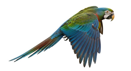 Isolated Flying Parrot