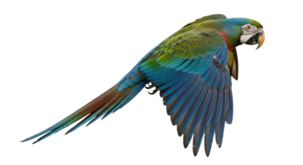 Isolated Flying Parrot