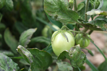 Green unripe Tomato, Green tomatoes plantation. Organic farming, young unripe tomato plant growth in greenhouse, Fresh green unripe tomatoes growing in the garden, Vegetable plantation with tomatoes
