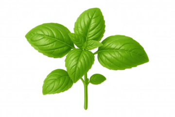 Verdant basil leaves flourishing against transparent backdrop, highlighting fresh herbal texture for culinary imagery