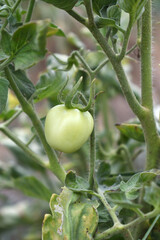 Green unripe Tomato, Green tomatoes plantation. Organic farming, young unripe tomato plant growth in greenhouse, Fresh green unripe tomatoes growing in the garden, Vegetable plantation with tomatoes