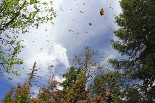 Monarch butterflies in central Mexico where they stay over the winter on oyamel trees.