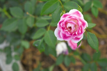 Beautiful pink white rose flower closeup in garden, A very beautiful pink white rose flower bloomed on the rose tree, Rose flower closeup, bloom flowers, Natural spring flower floral background
