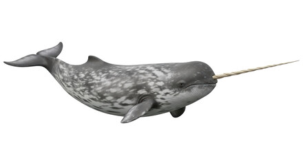 Isolated Narwhal © Claudia