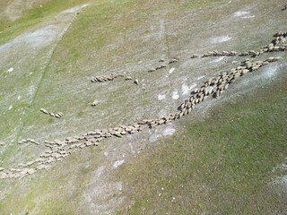 sheep on the mountain 