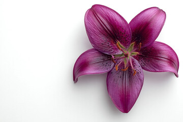 Fototapeta premium Exquisite Deep Purple Lily Bloom with Delicate Petals on a Clean White Background.