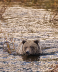 Fototapeta premium Brown Bear Katmai Brooks Falls Brooks River Fall Autumn