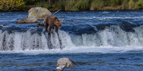 Brown Bear Katmai Brooks Falls Brooks River Fall Autumn 
