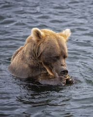 Obraz premium Brown Bear Katmai Brooks Falls Brooks River Fall Autumn Eatiing