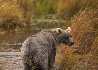 Brown Bear Katmai Brooks Falls Brooks River Fall Autumn