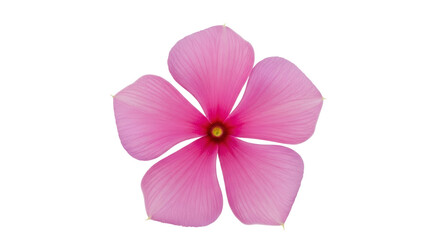Isolated Pink Periwinkle Flower