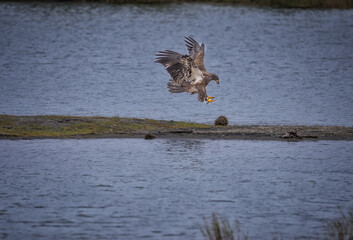 Young Eagle landing in alaska