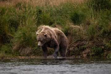 Brown Bear Katmai Brooks Falls Brooks River Fall Autumn