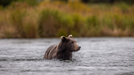 Brown Bear Katmai Brooks Falls Brooks River Fall Autumn